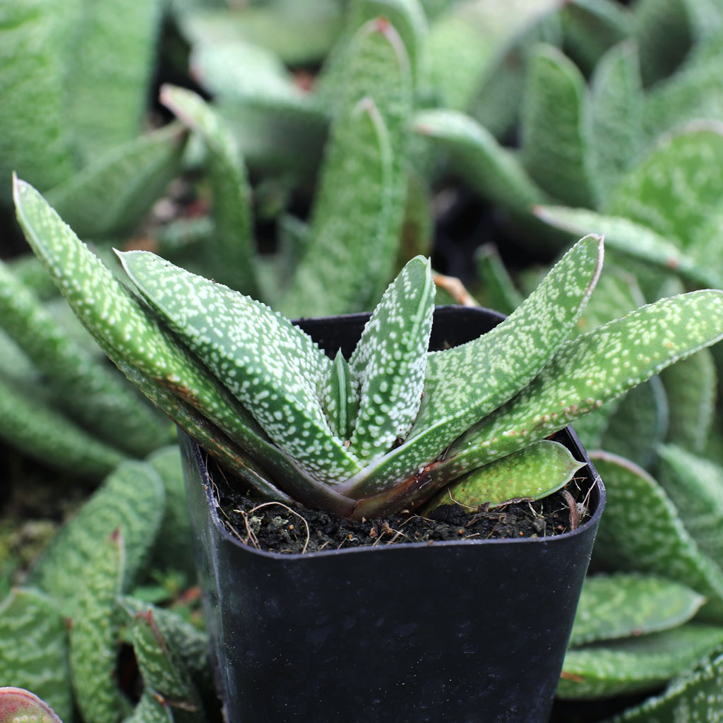 Gasteria carinata f/ Swellendam Questions & Answers