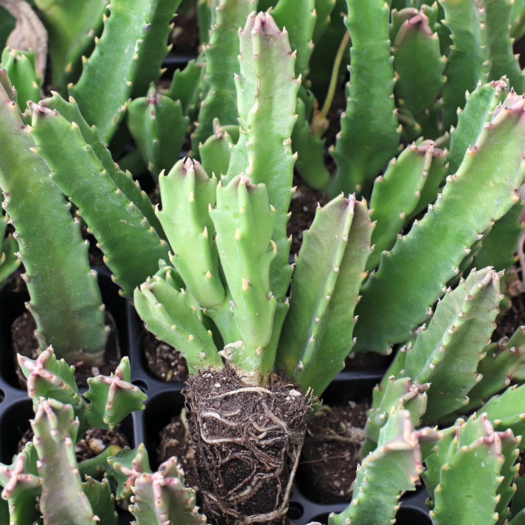 Stapelia gigantea [plug] Questions & Answers