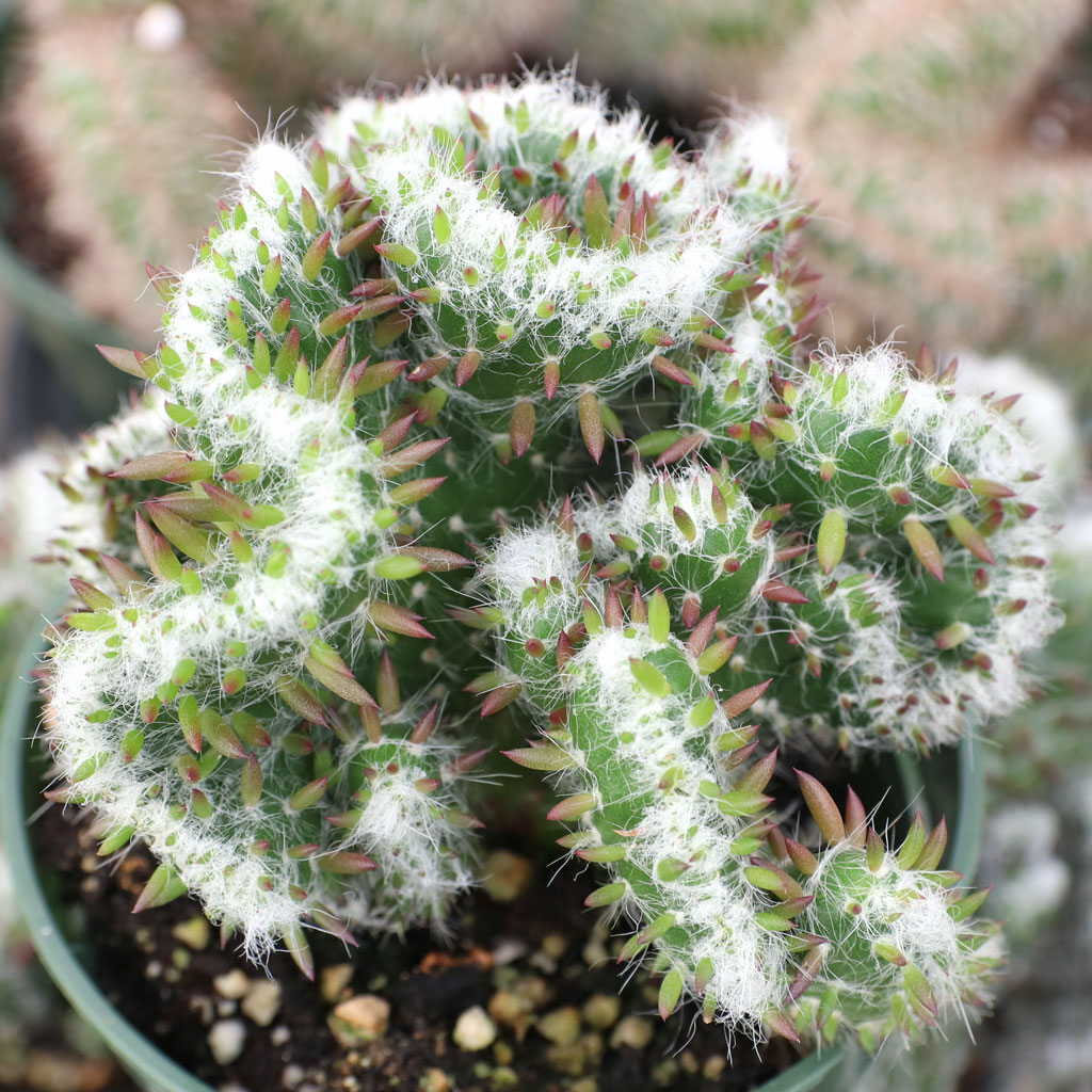 Can you replant the offshoots that grow on the Opuntia Cristata?