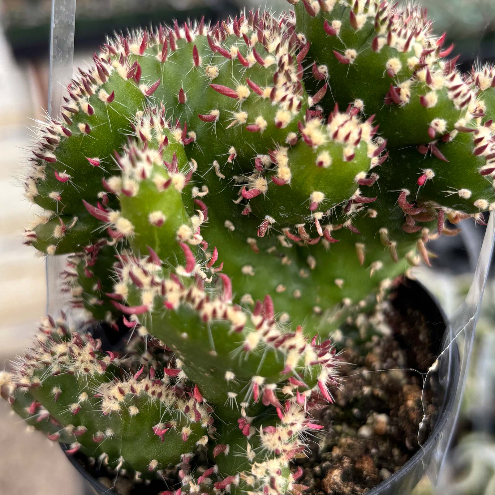 'Crested Eve's Needle Two' Austrocylindropuntia subulata f. cristata [large] Questions & Answers