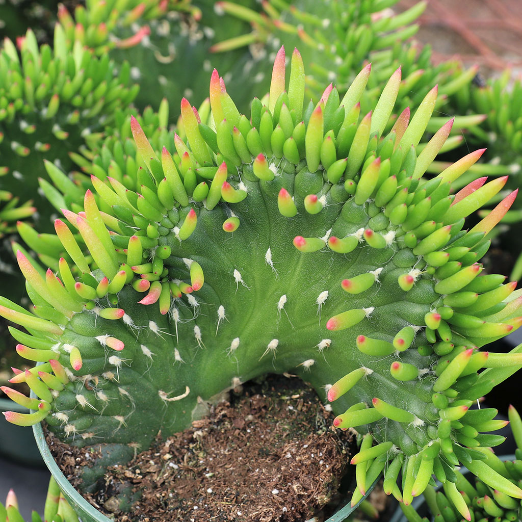 Does crested eves needle cactus have glochids?