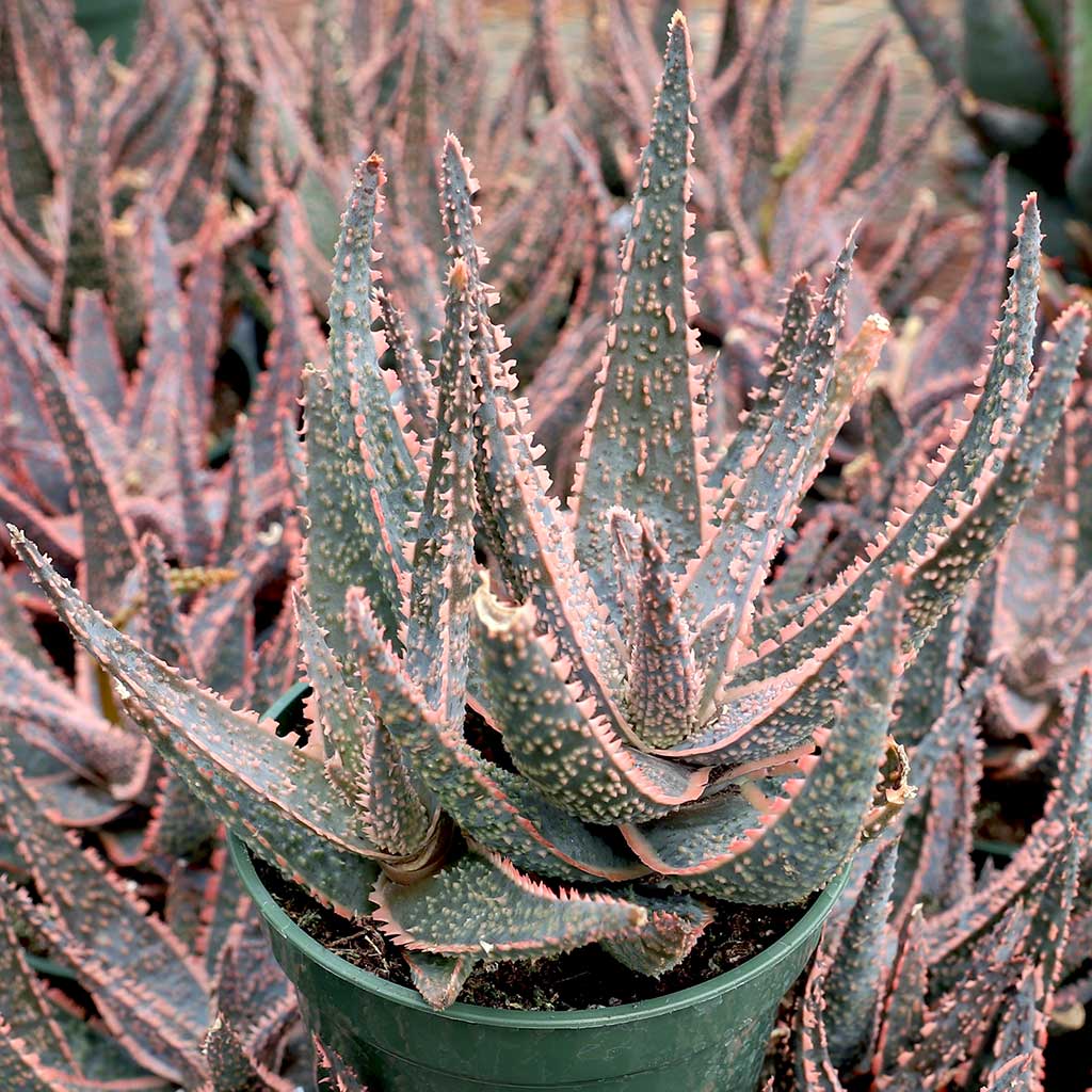 Aloe 'Purple Haze' [large] Questions & Answers