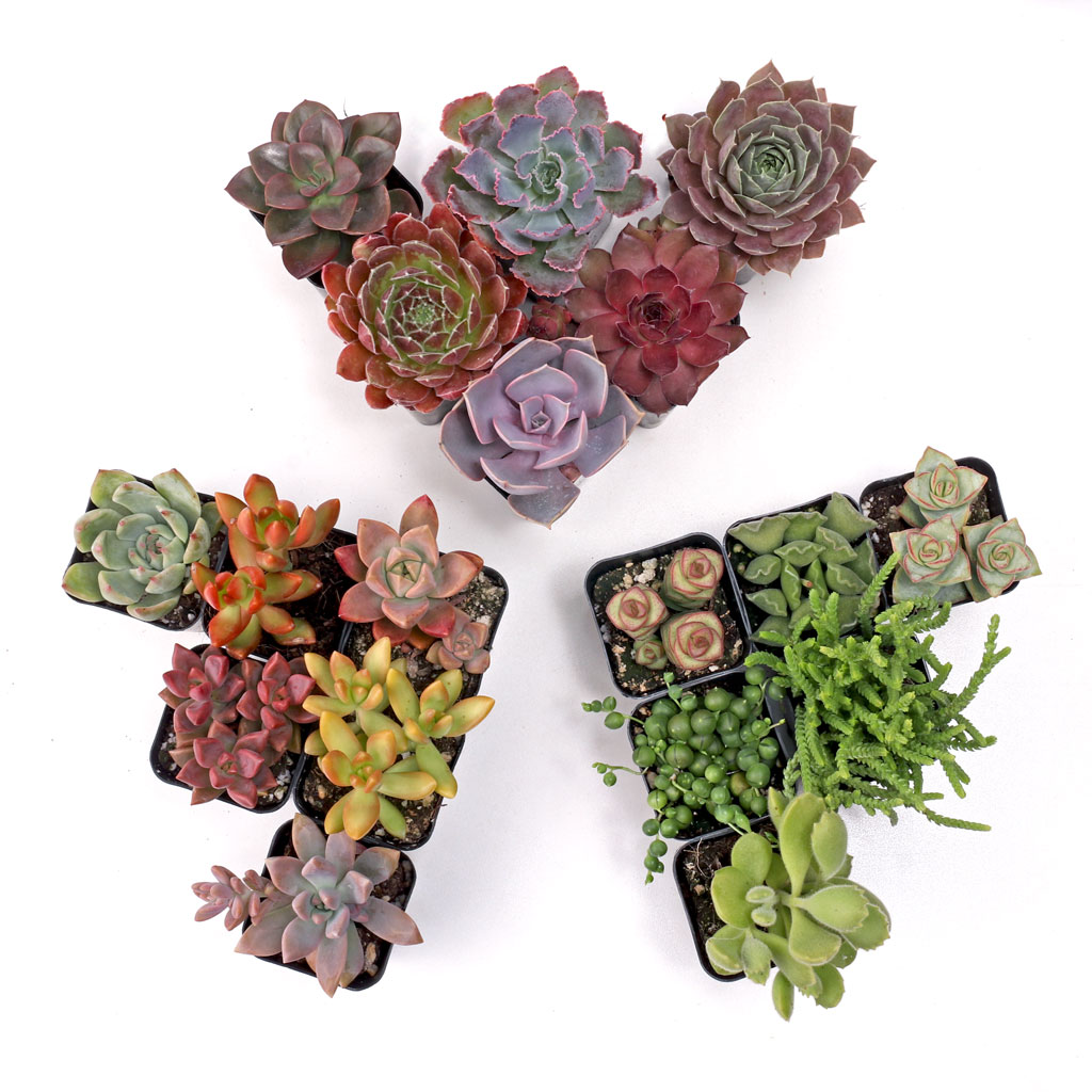 Build-Your-Own Succulent Trifecta™ 3 Plant Arrangement - Full Sun Questions & Answers