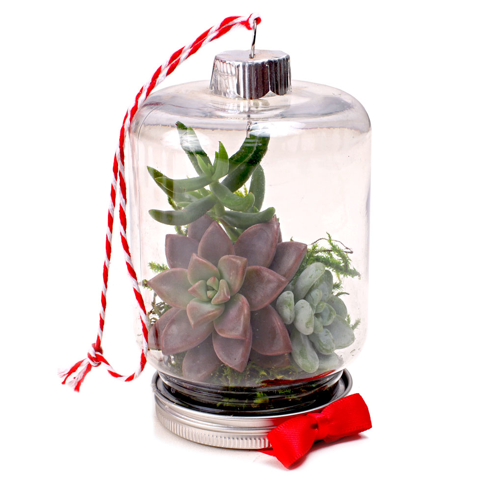 MCG Creations™ Mini Succulent Ornaments - Hanging Terrarium Questions & Answers