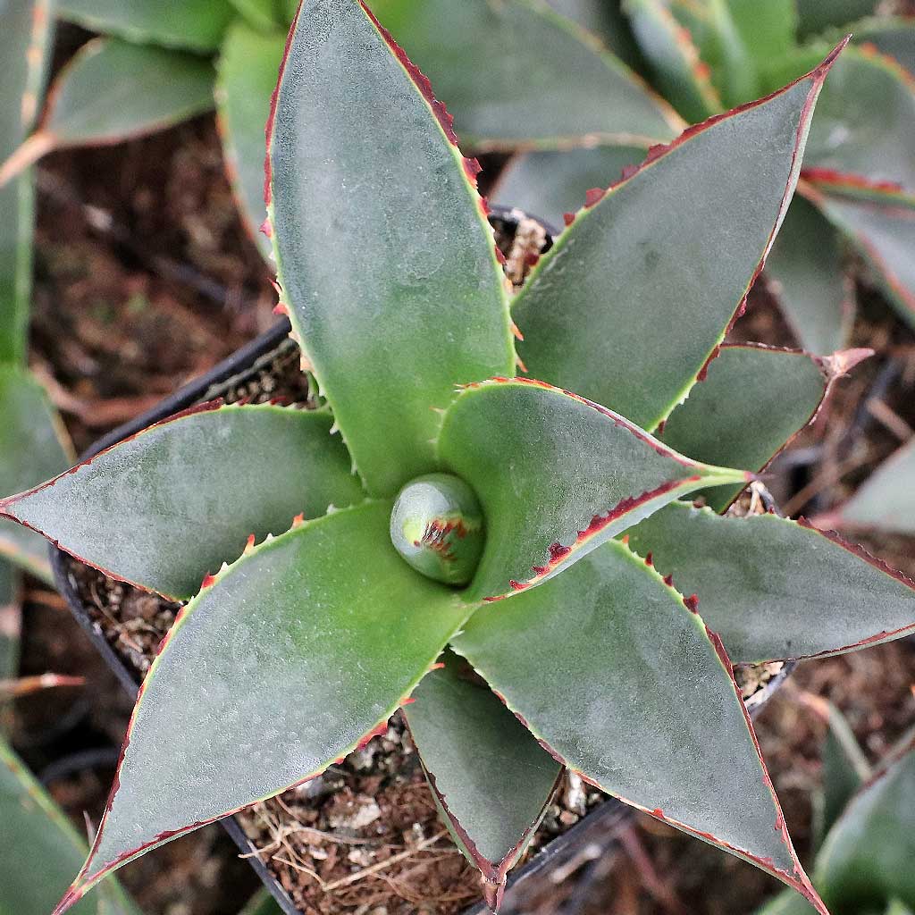 can i repot agave during the summer?