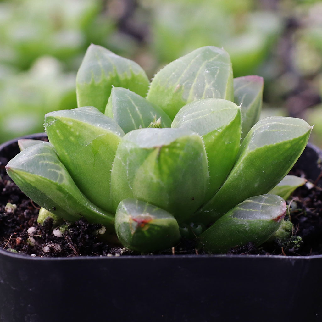 Are guaranteed this Haworthia mutica f. varplant will be variegated and not just striped? I have that one Thanks!