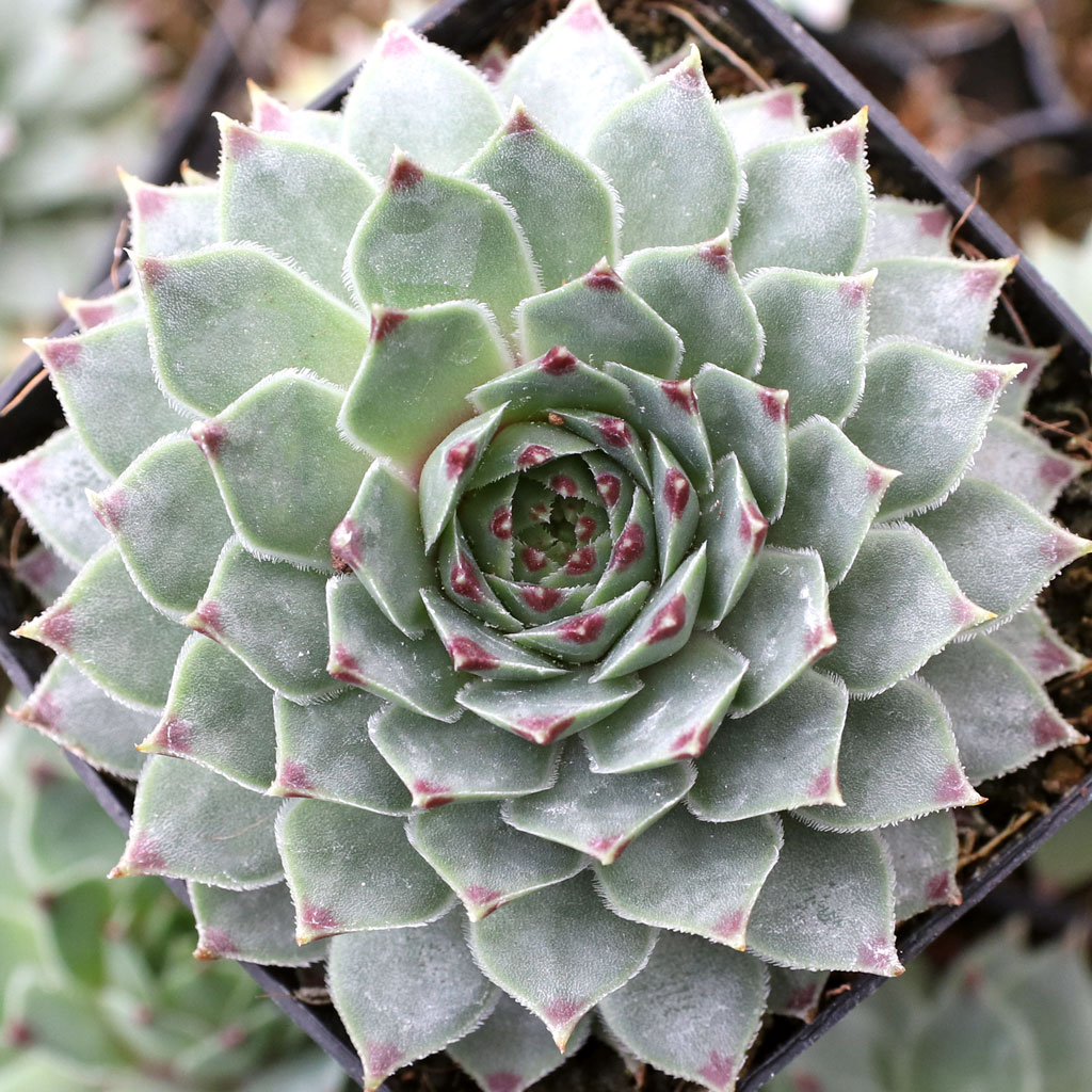Sempervivum calcareum 'Pale Face' Questions & Answers