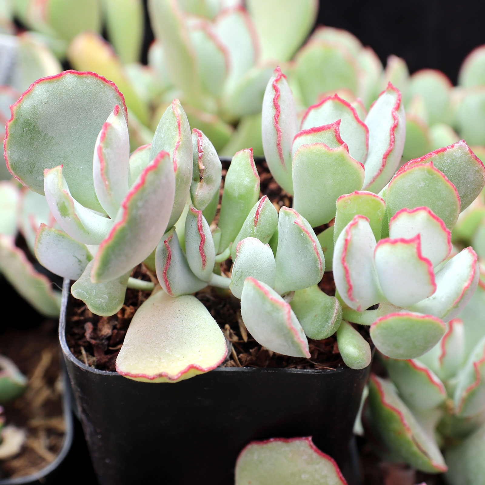 Cotyledon 'Choco Line' Questions & Answers