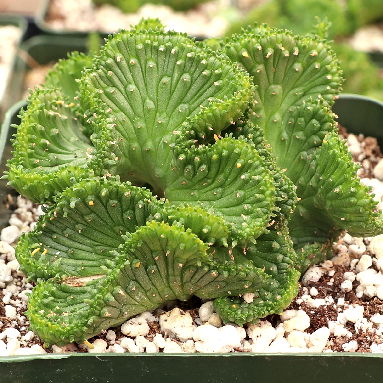 Euphorbia flanaganii f. cristata [large] Questions & Answers