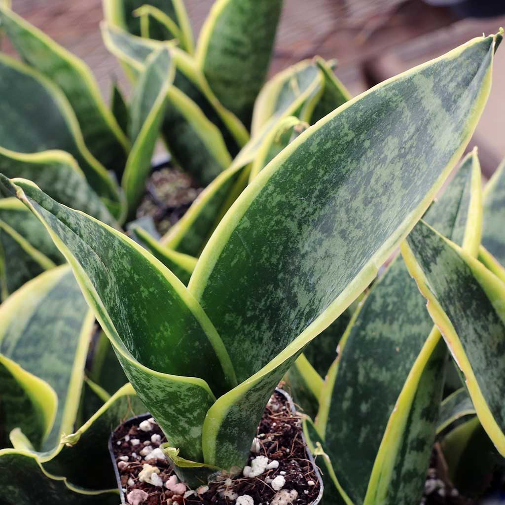 Sansevieria trifasciata 'Futura Superba' Questions & Answers