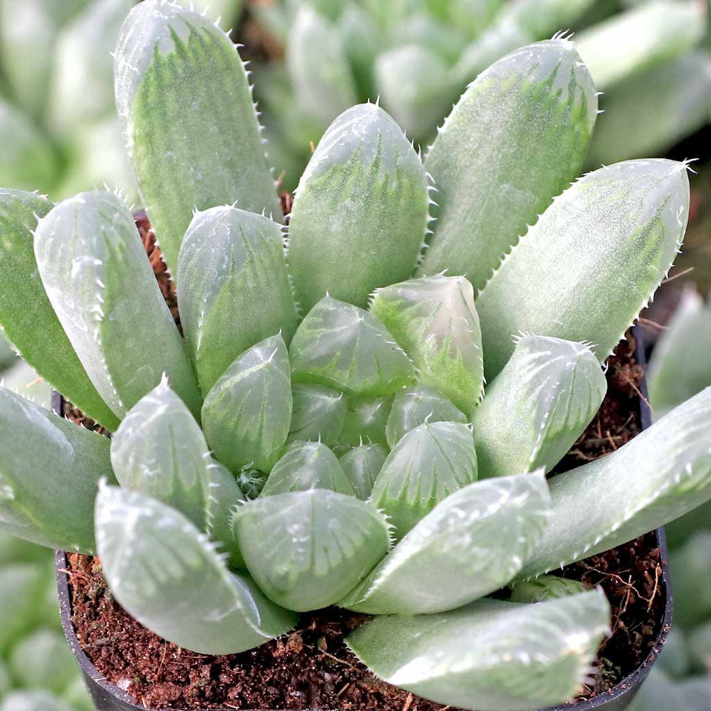 Haworthia cooperi var. dielsiana Questions & Answers