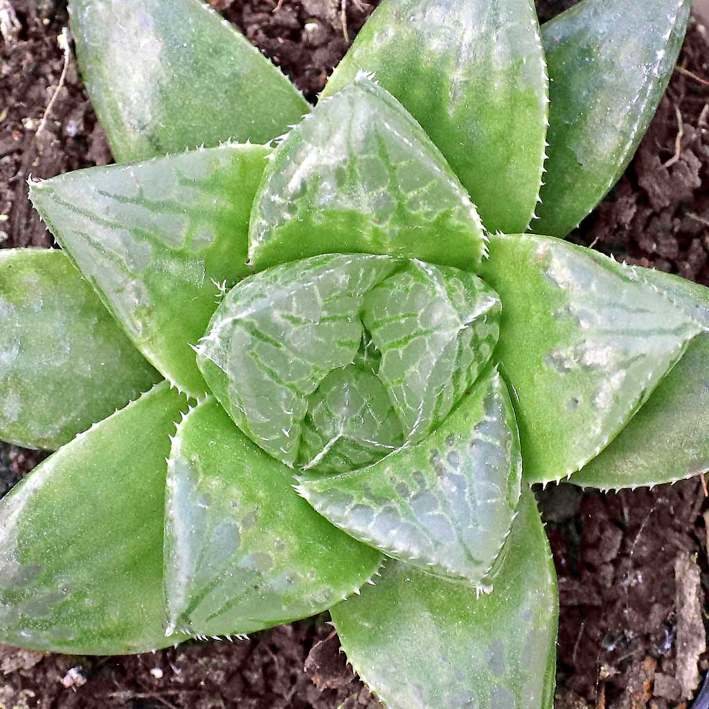 Haworthia 'Wudalang' Questions & Answers