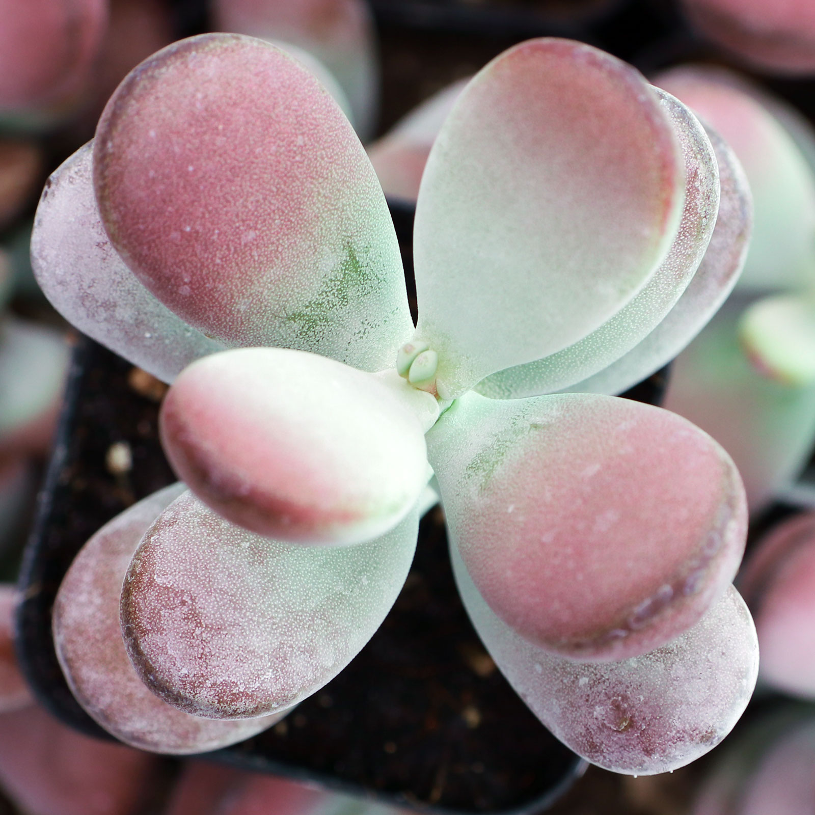 Cotyledon orbiculata 'Oophylla' Questions & Answers