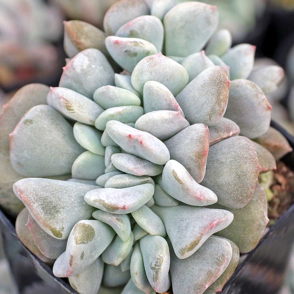 What is the difference between " Crested" Cubic Frost and " variegates" ? Thank you