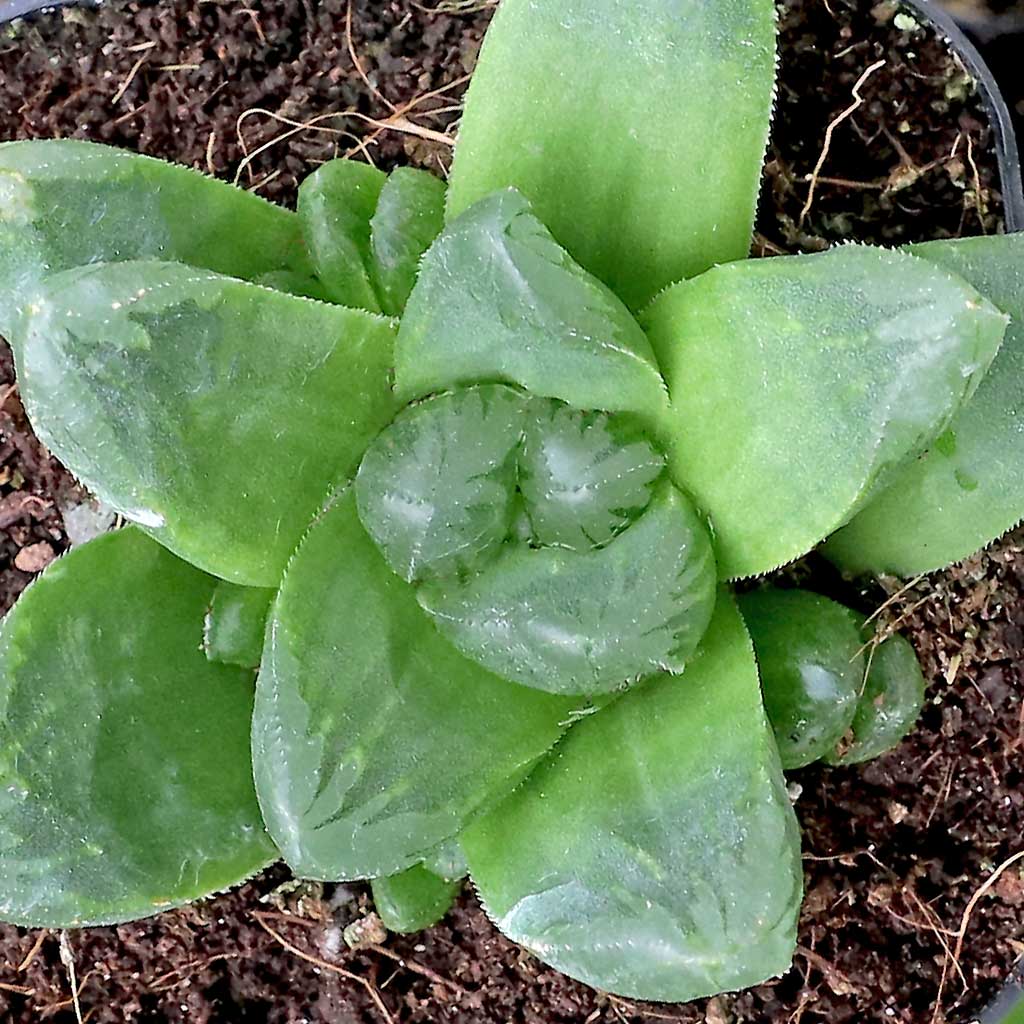 Do you recommend Haworthia get a grittier soil than the bagged succulent mix I'll use for string succulents?