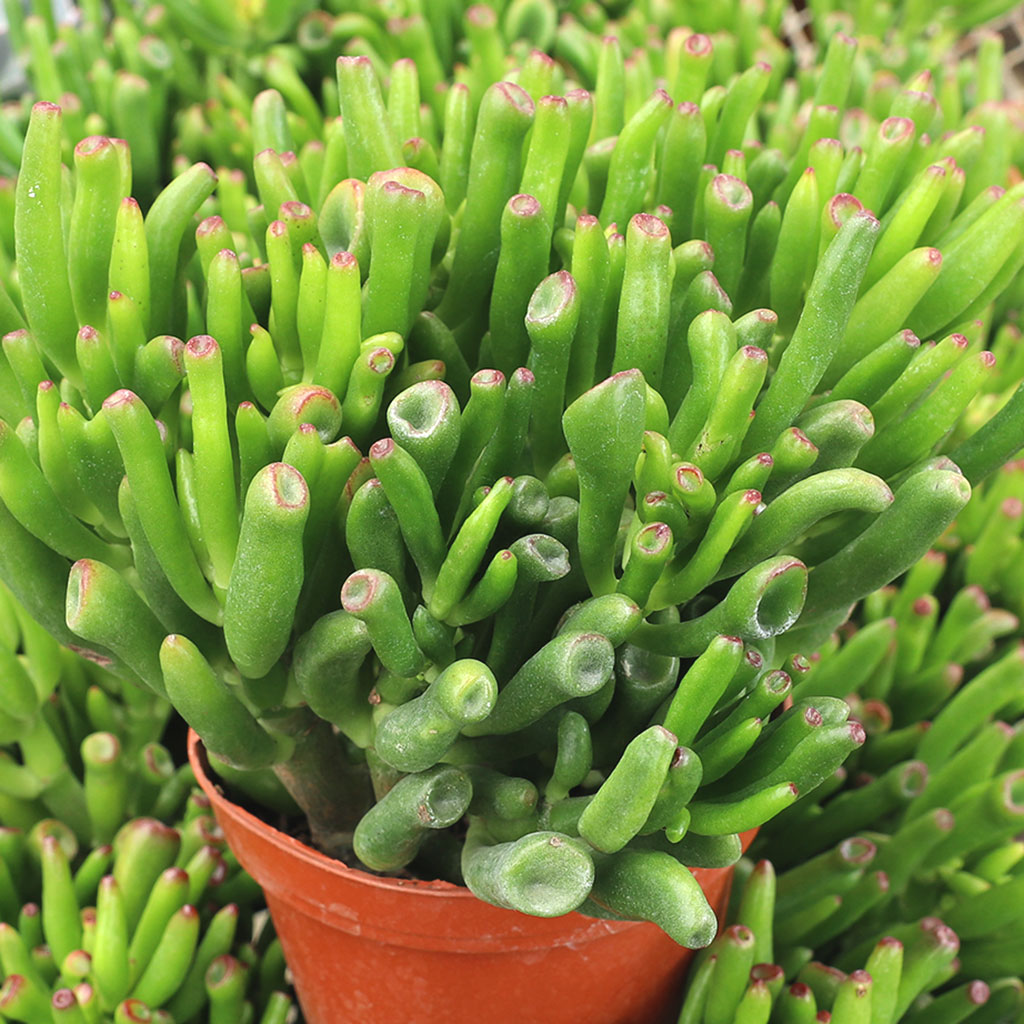 How big does a fluted jade get?