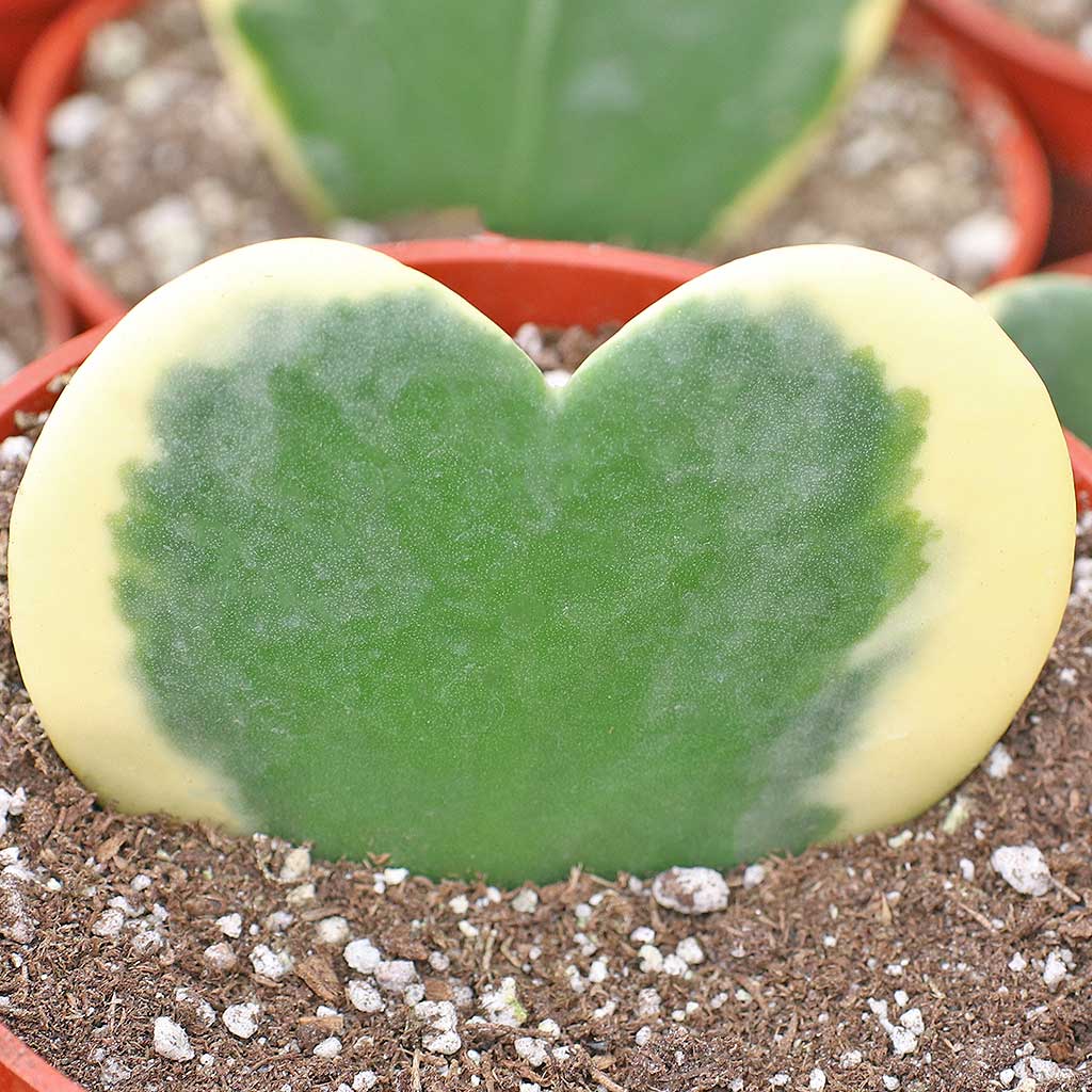 Hoya kerrii f. variegata - Variegated Heart [large] Questions & Answers