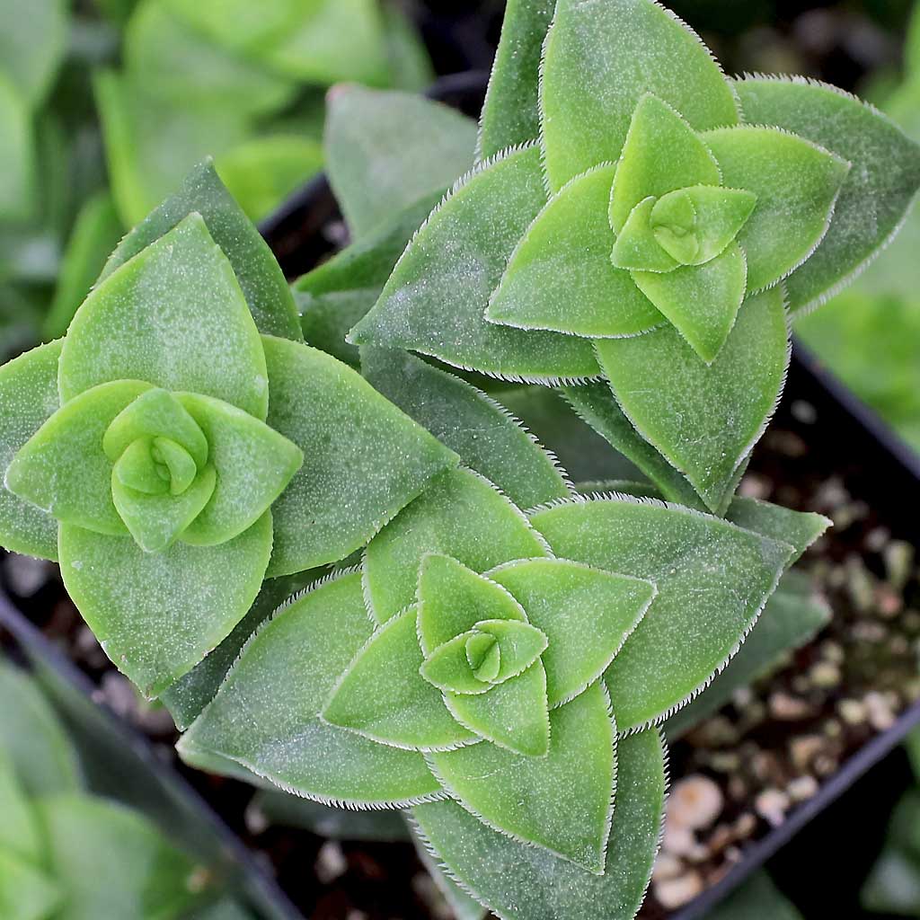 Crassula perforata - String of Buttons Questions & Answers