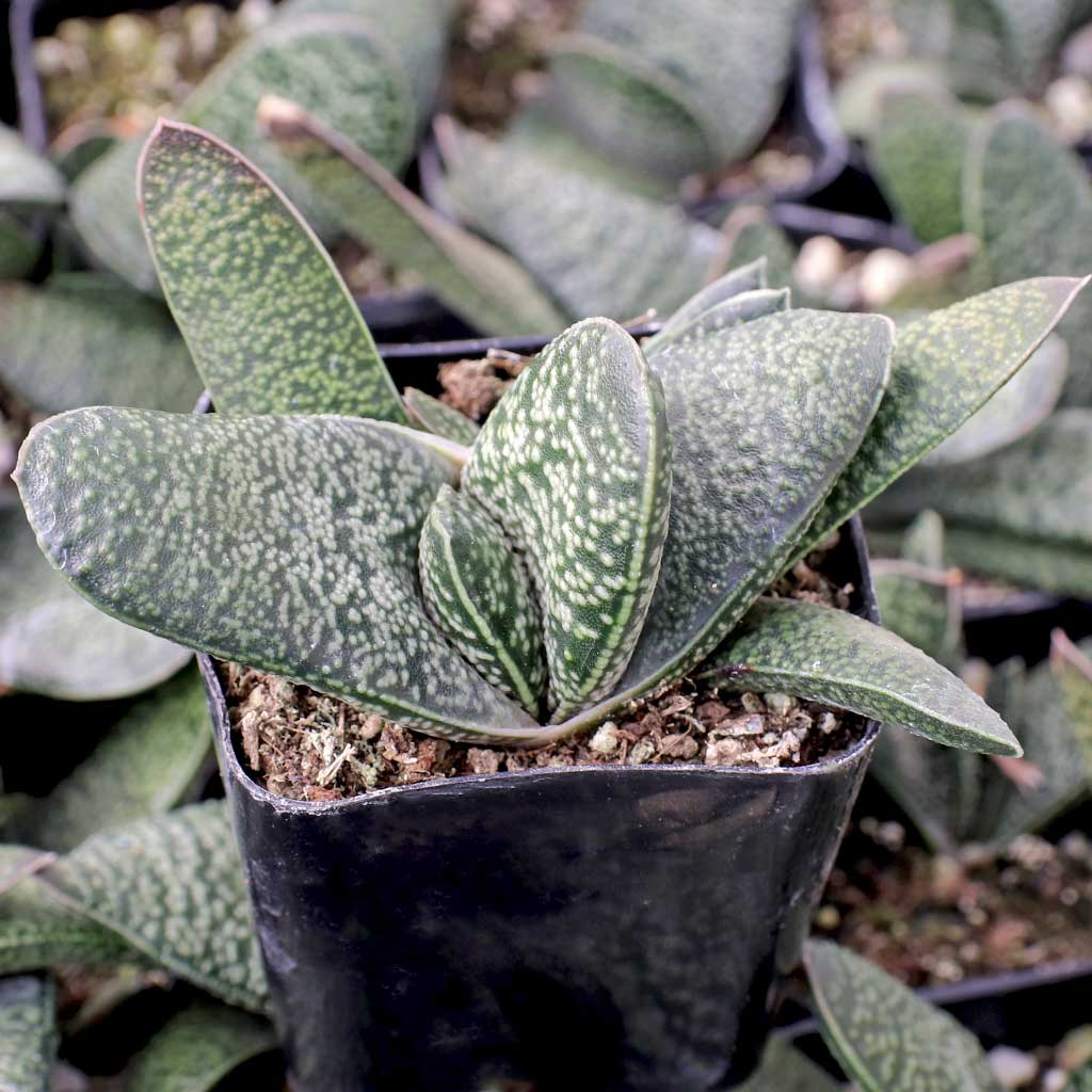 Gasteria carinata var. verrucosa Questions & Answers