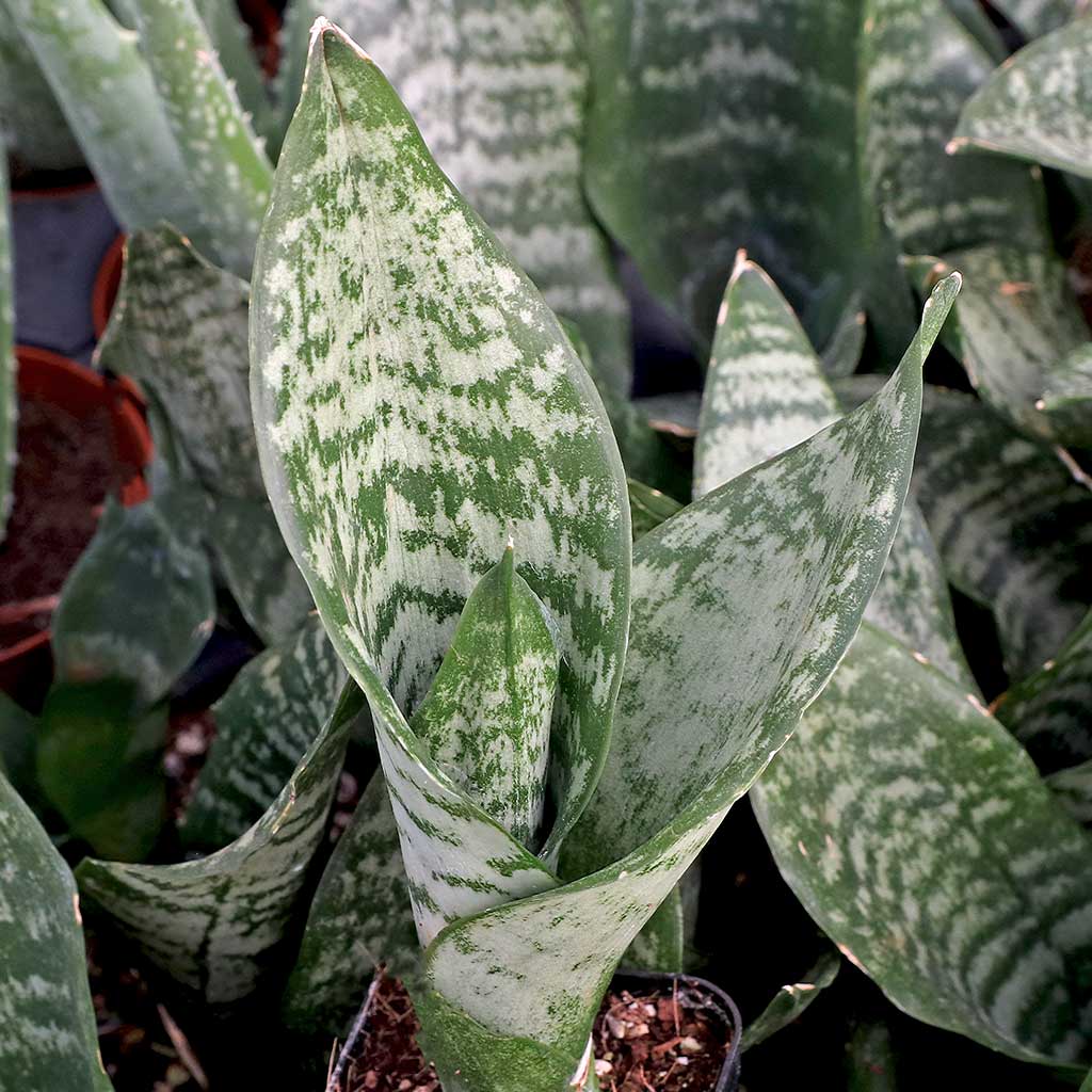Sansevieria trifasciata 'Futura Robusta' Questions & Answers