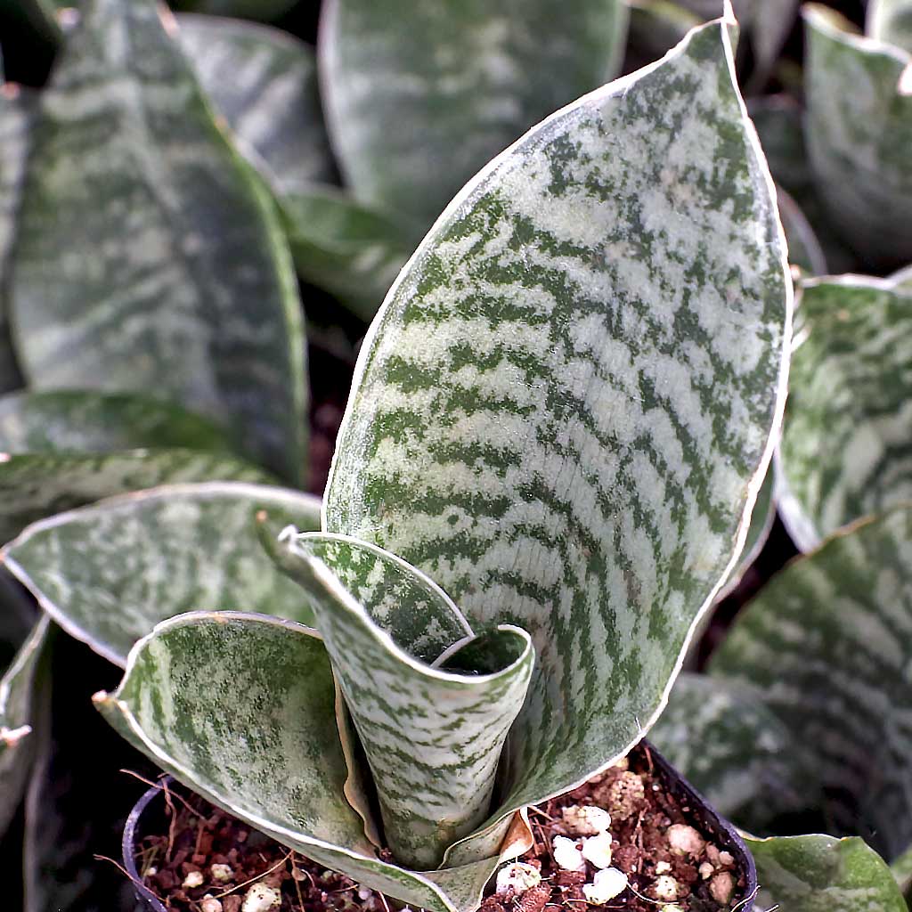 Sansevieria trifasciata 'Silver Hahnii' Questions & Answers