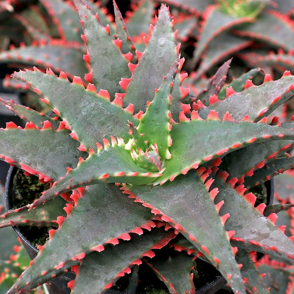 Aloe 'Christmas Sleigh has lost red color in the side bumps. What can I do to make it vibrant?