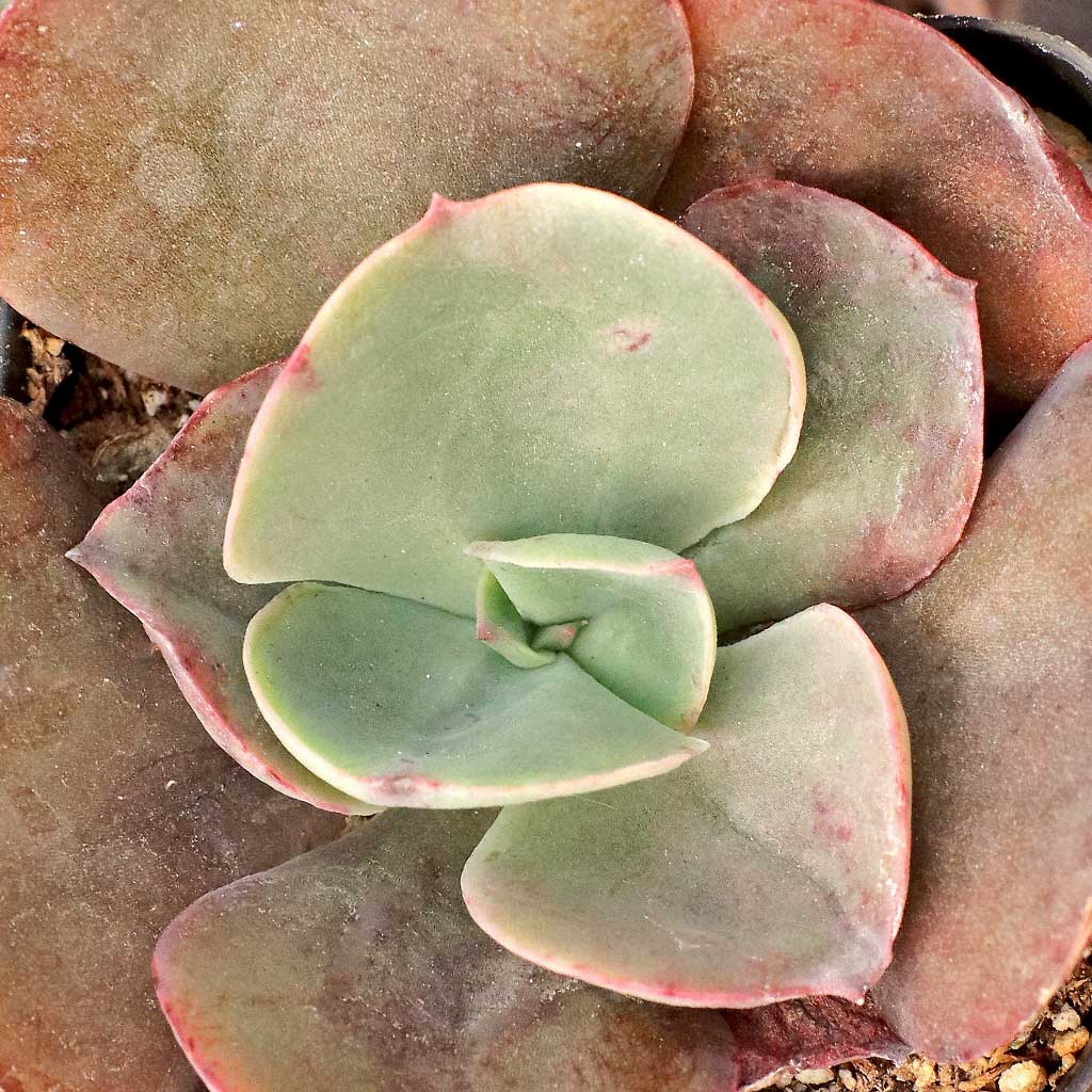 Echeveria 'Big Red' Questions & Answers