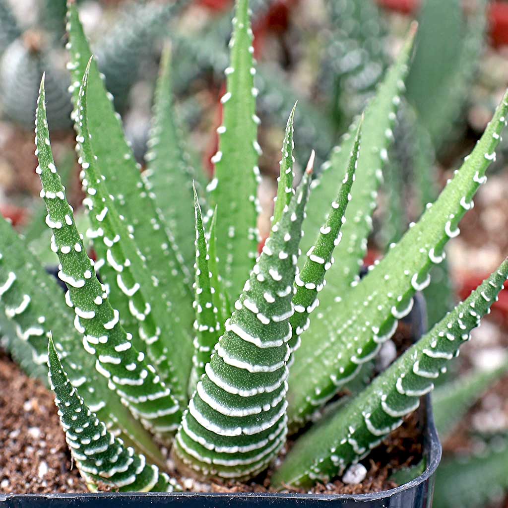 What succulent can be in 100 degree sun