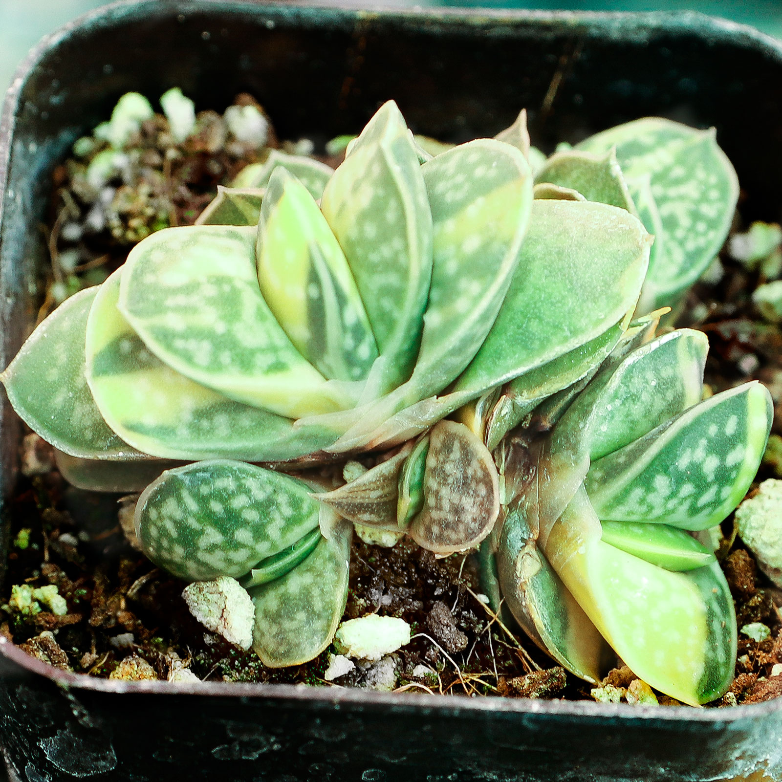 Do you know what species this gasteria is?