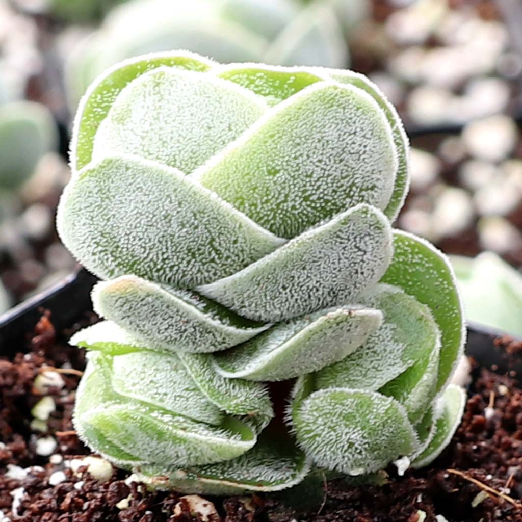 Crassula 'Ivory Pagoda' Questions & Answers