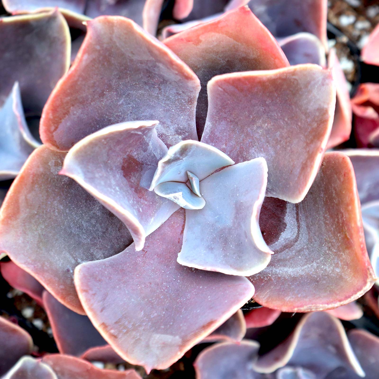 Echeveria 'Violacina' Questions & Answers