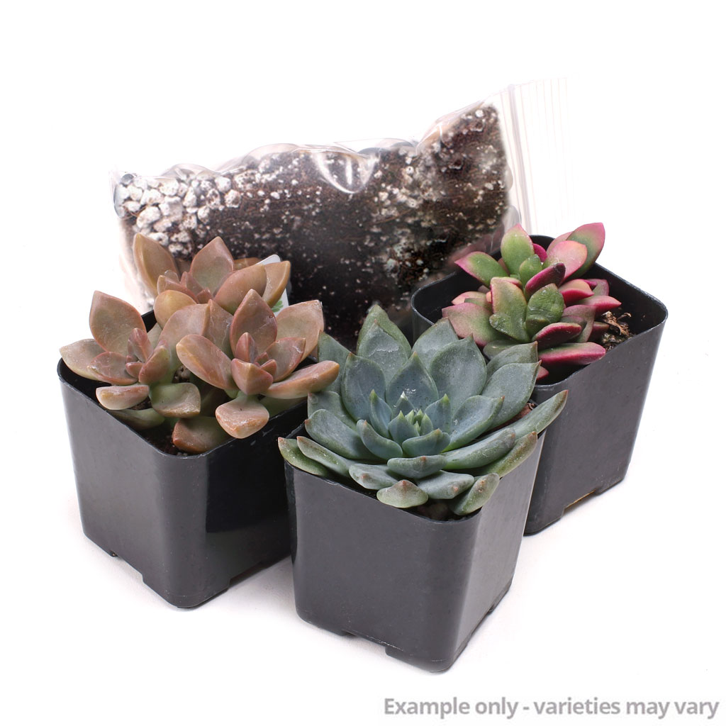 MCG Succulent Trifecta™ 3 Plant Arrangement Kit - Pet-Safe Questions & Answers