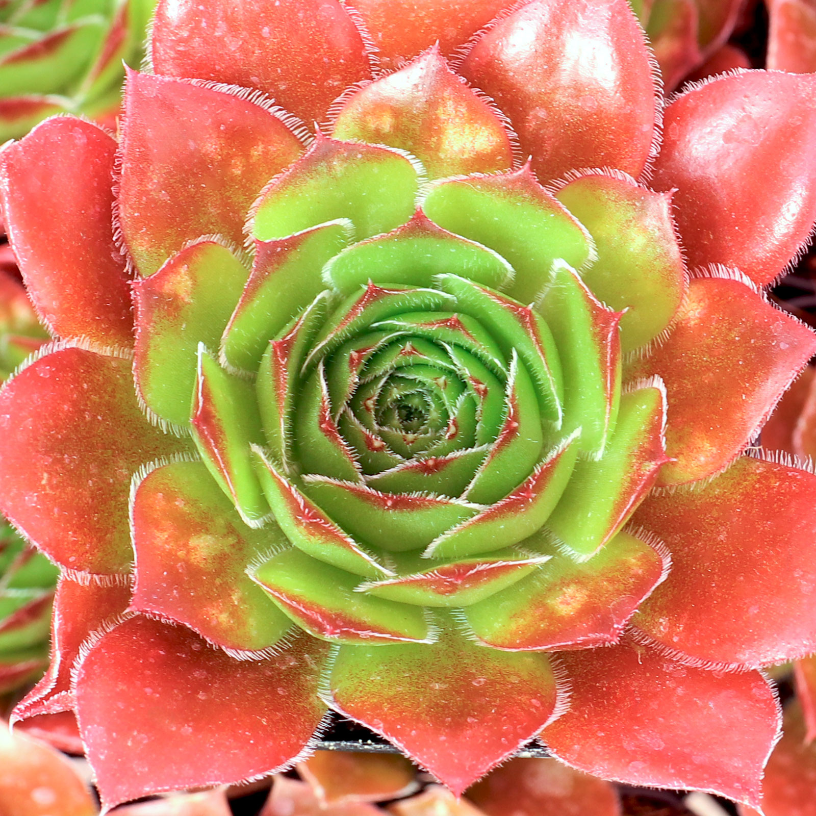 What happens to sempervivum heuffelii in 100 degree heat from SOuth Texas?