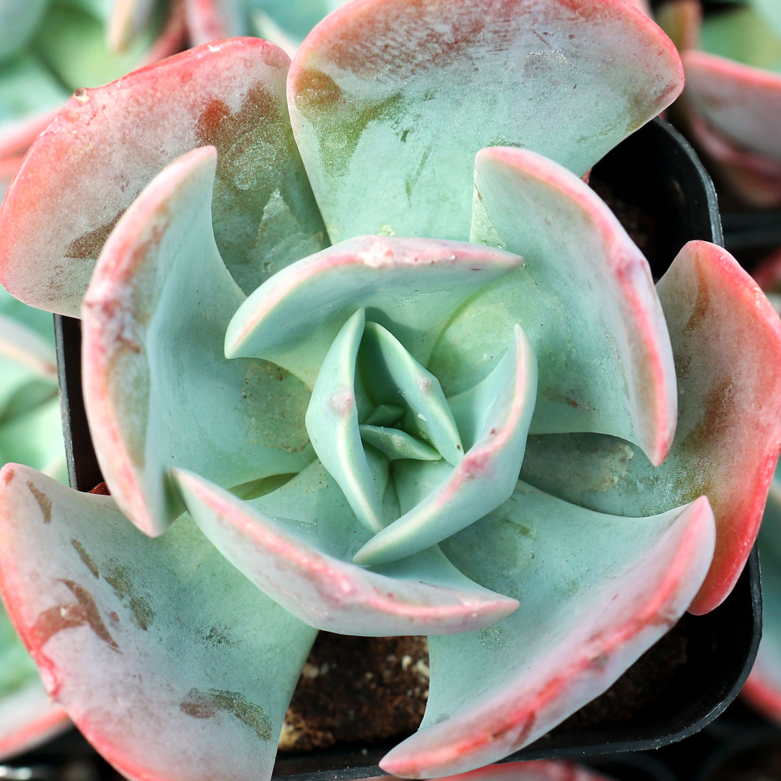 Echeveria 'Powder Blue' Questions & Answers