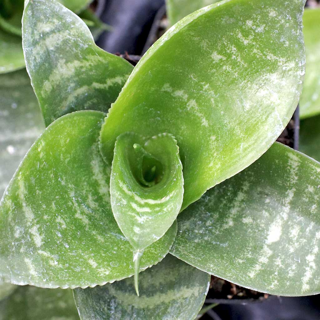 How often does sanseveria need to be repotted?