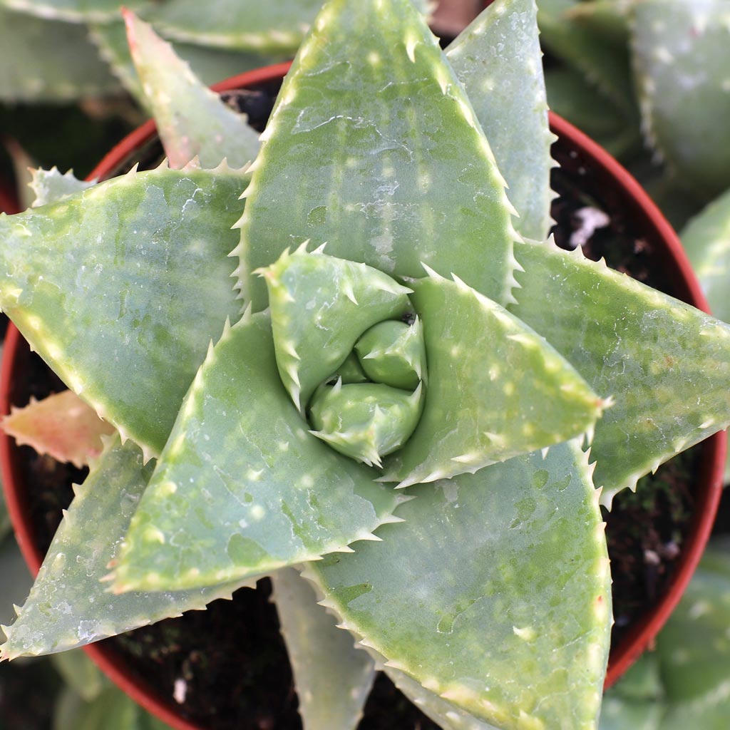Aloe brevifolia - Short-leaved Aloe [large] Questions & Answers