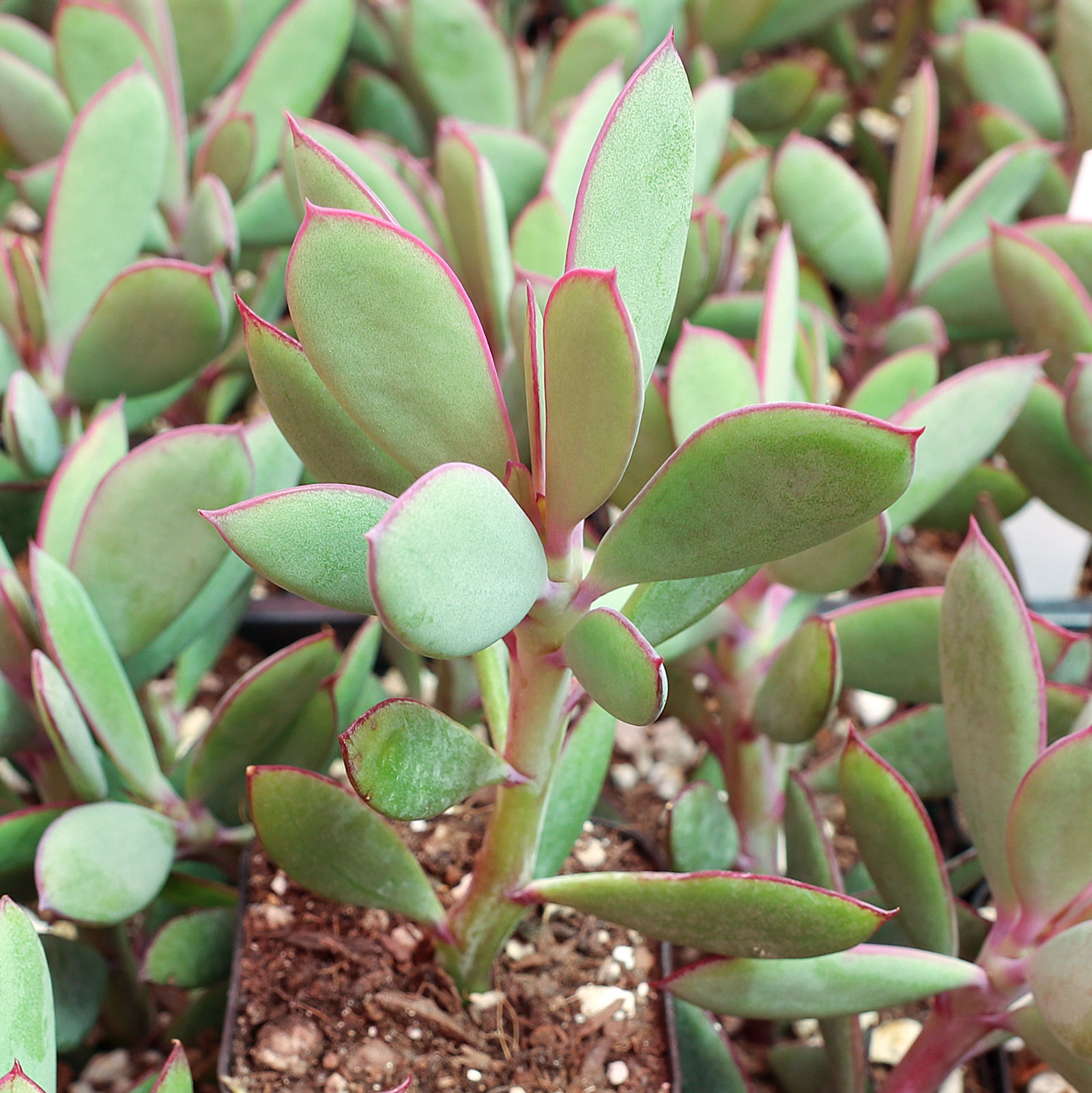 Senecio crassissimus - Vertical Leaf Senecio Questions & Answers