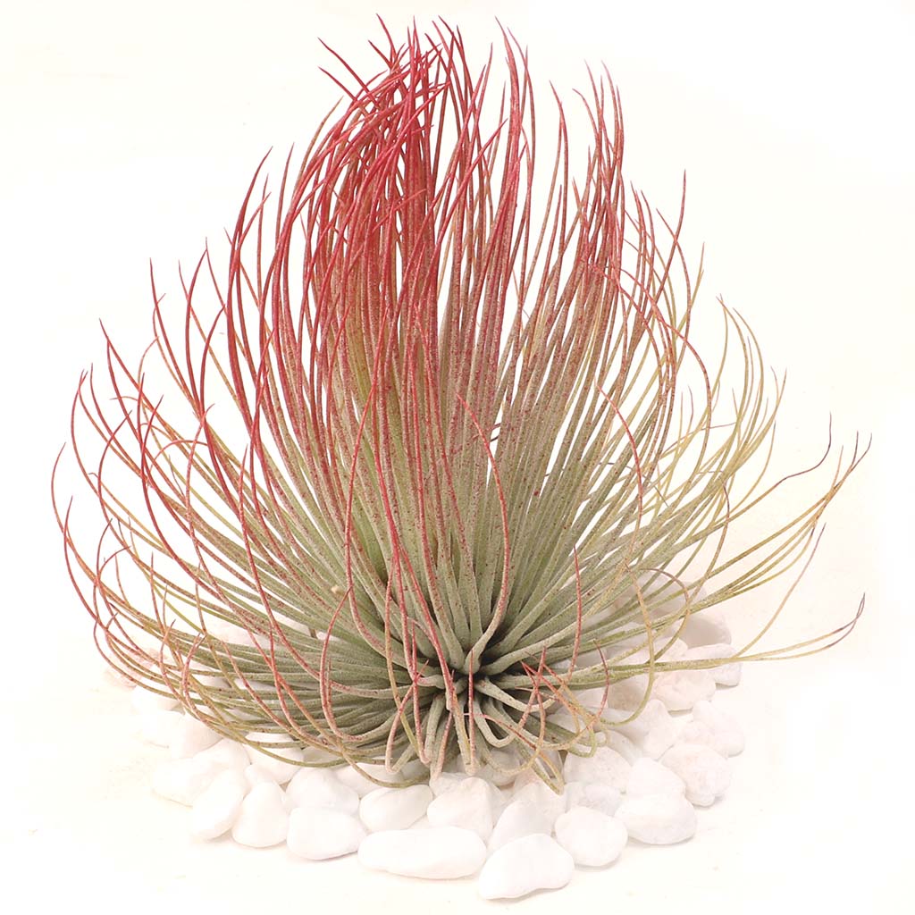 Air Plant - Tillandsia andreana (red, enhanced) [2.0-3.0"] Questions & Answers