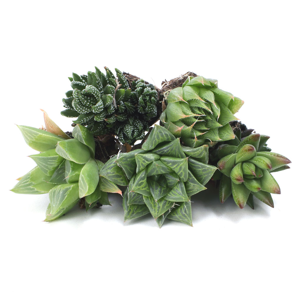 Individual Succulent Plug - Haworthia Questions & Answers