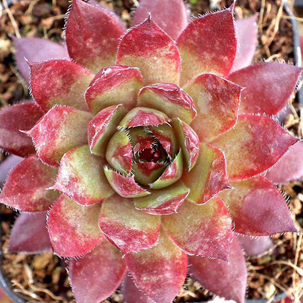 Sempervivum 'Harriet' Questions & Answers