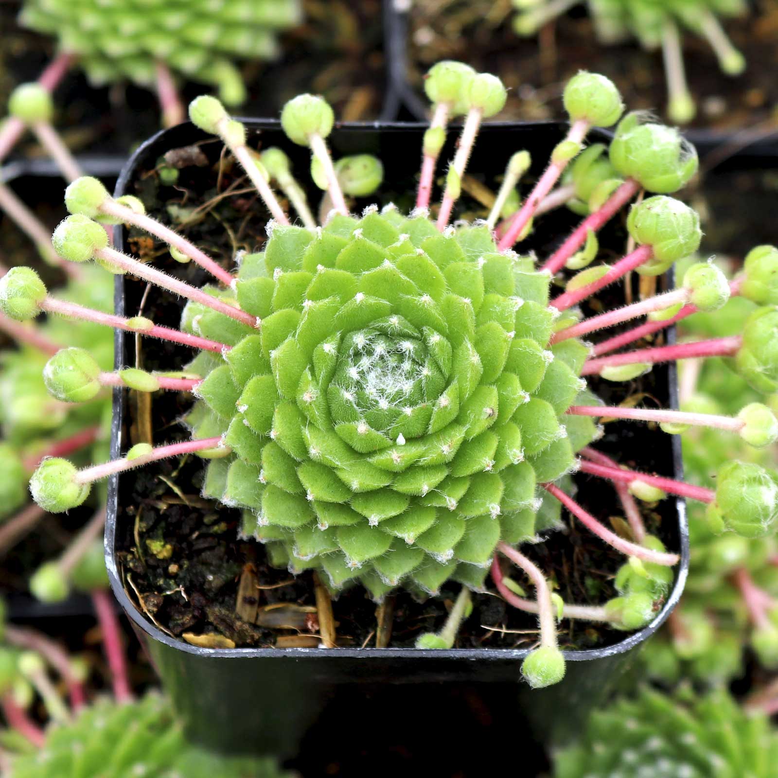 Can any ot sempervivum be grown indoors