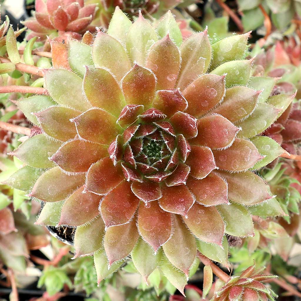 I need hen and chicks that are winter proof. Zone 7.