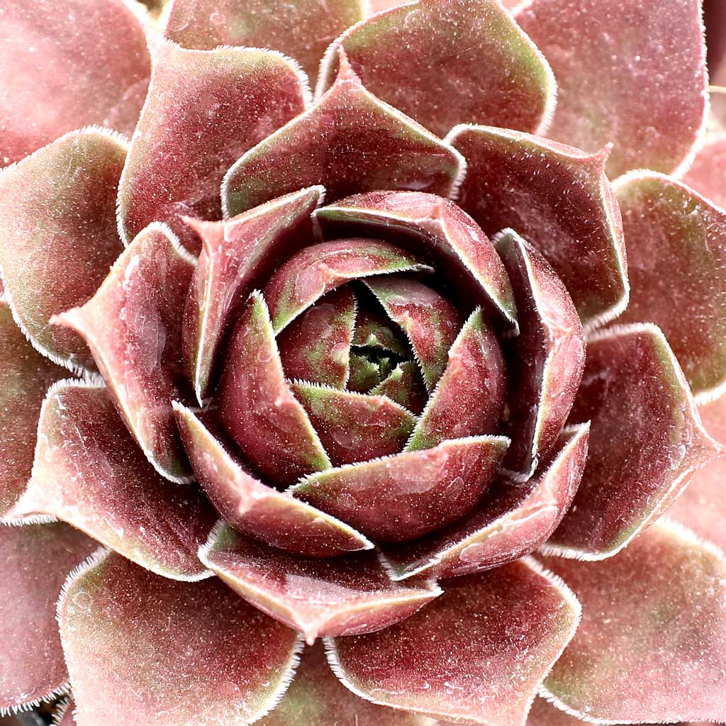 Sempervivum 'Round Midnight' Questions & Answers