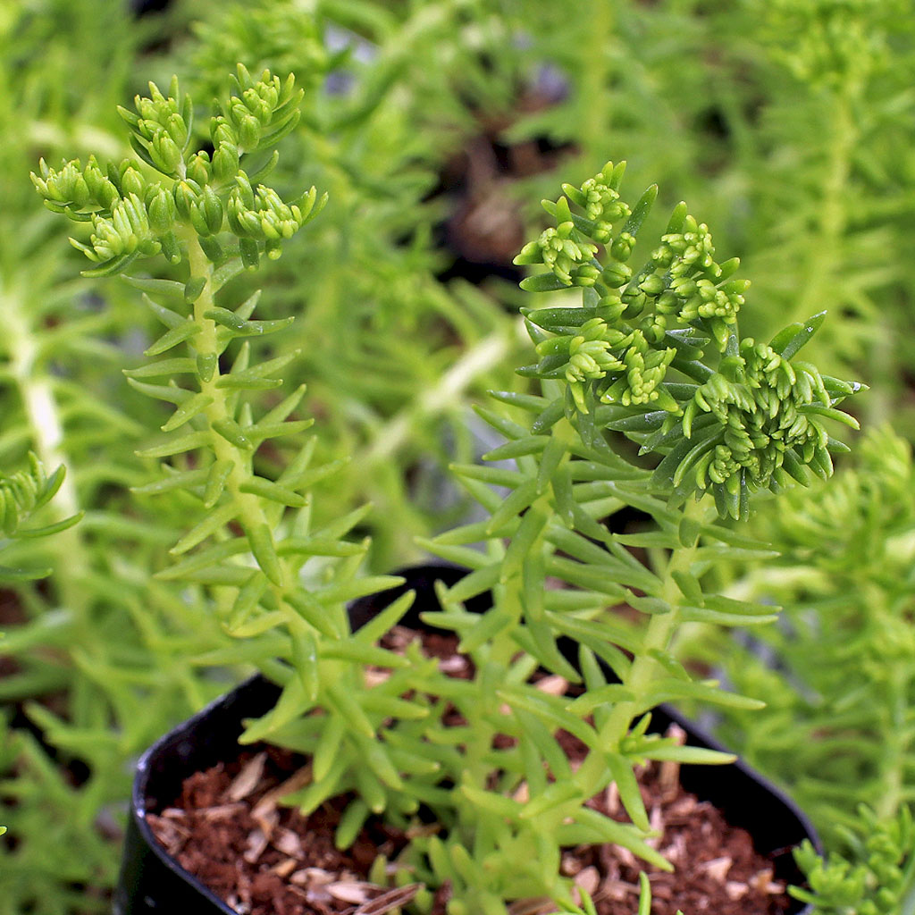 Sedum mexicanum 'Lemon Ball' Questions & Answers
