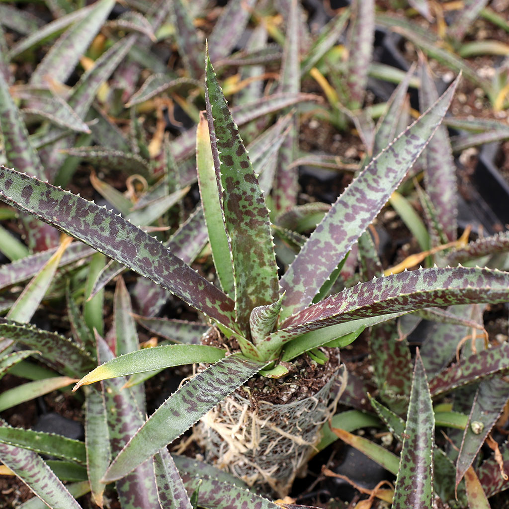 is the mangrave maverick considered a succulent and use the same type of potting mix?