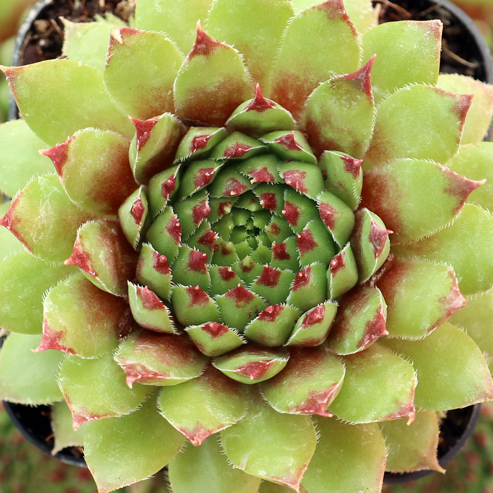 Sempervivum 'Flammenschwert' Questions & Answers