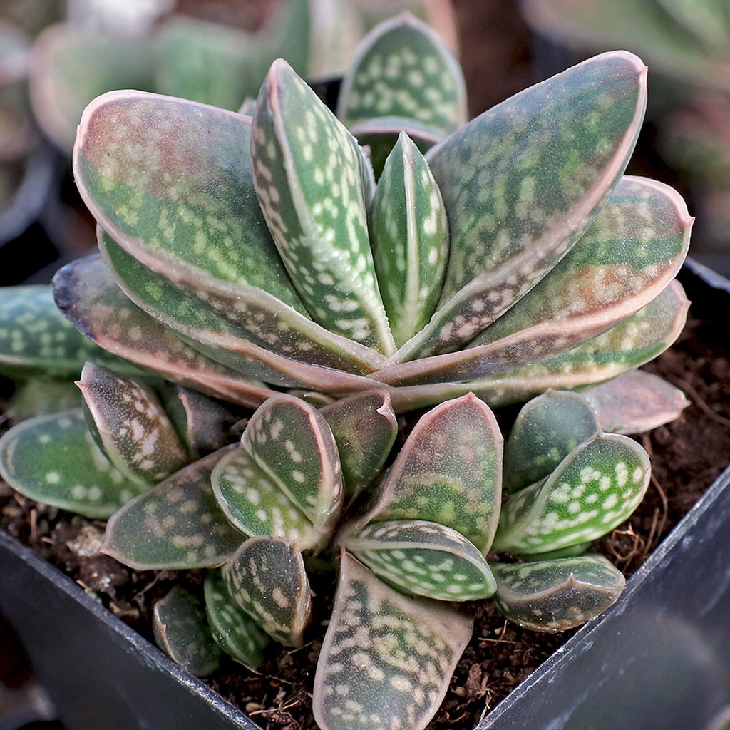 Gasteria Mini Rainbow - Is it a single plant or are there offshoots also?