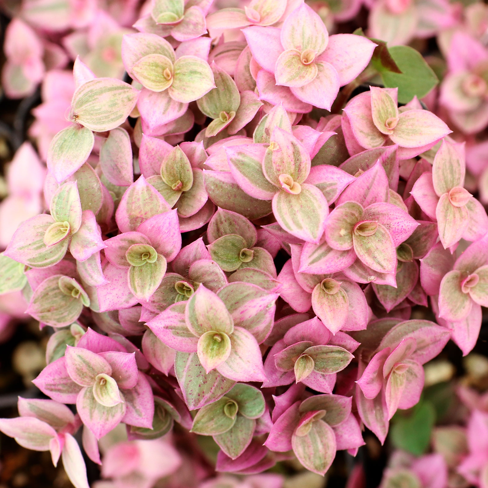Callisia repens f. variegata 'Pink Lady' [large] Questions & Answers