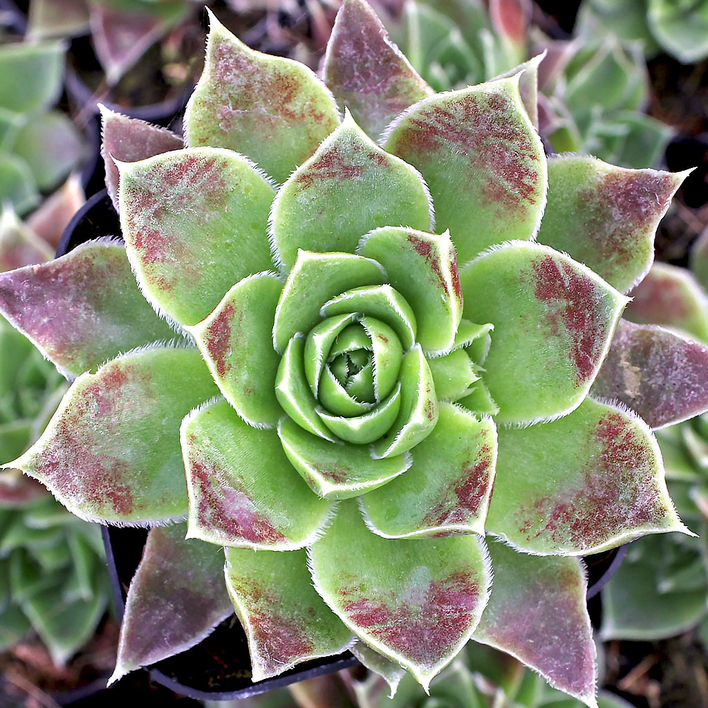 Sempervivum heuffelii 'Mont Rose' [exclusive] Questions & Answers