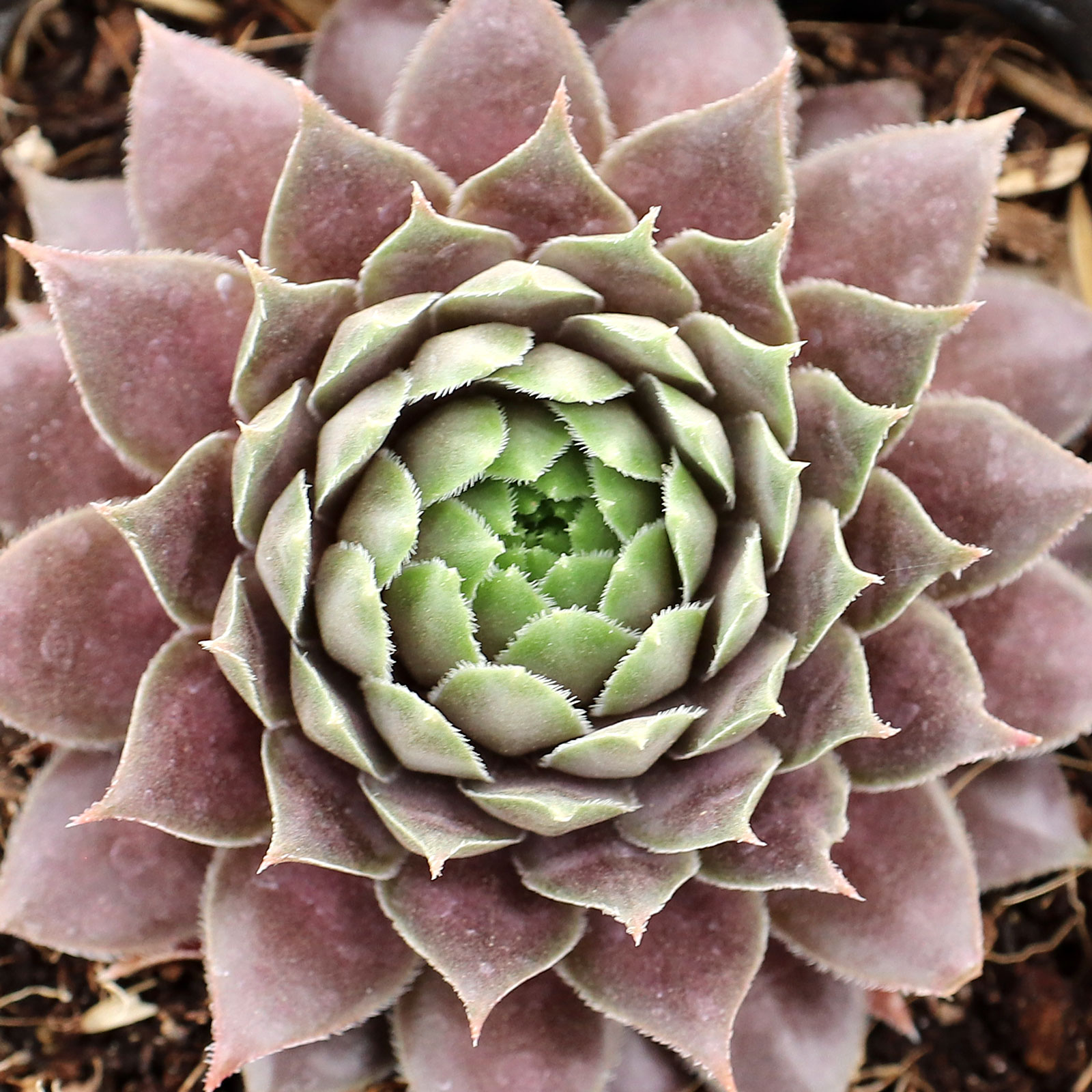 Sempervivum 'Centennial' Questions & Answers